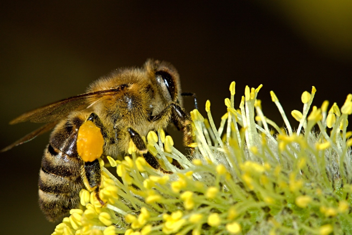 Jetzt zum Bienenaktionstag anmelden!