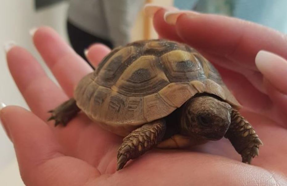 Tiergestützte Pädagogik – Bericht einer Exkursion der TZ 1