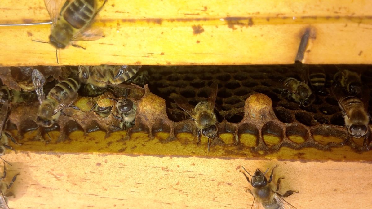 Neues von der EFS-Bienen-AG